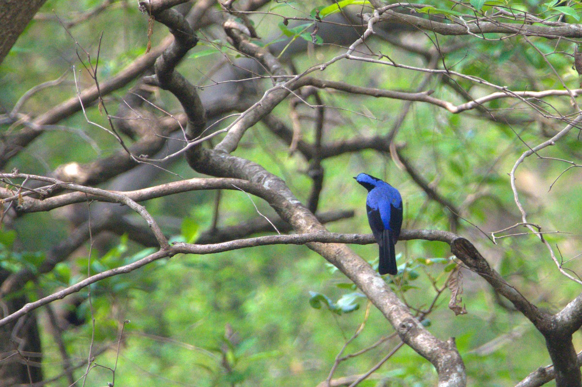 Asian Fairy-bluebird - ML621999550