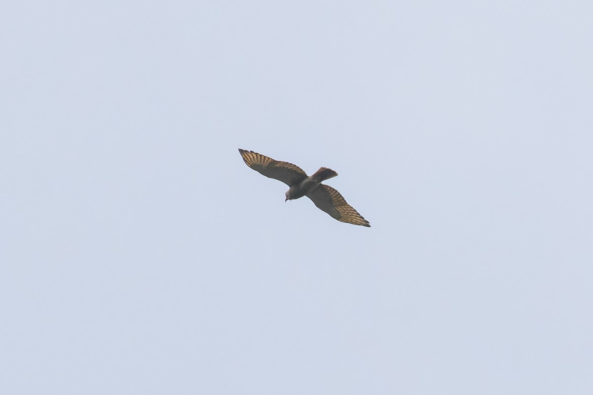 Rufous-winged Buzzard - Wich’yanan Limparungpatthanakij