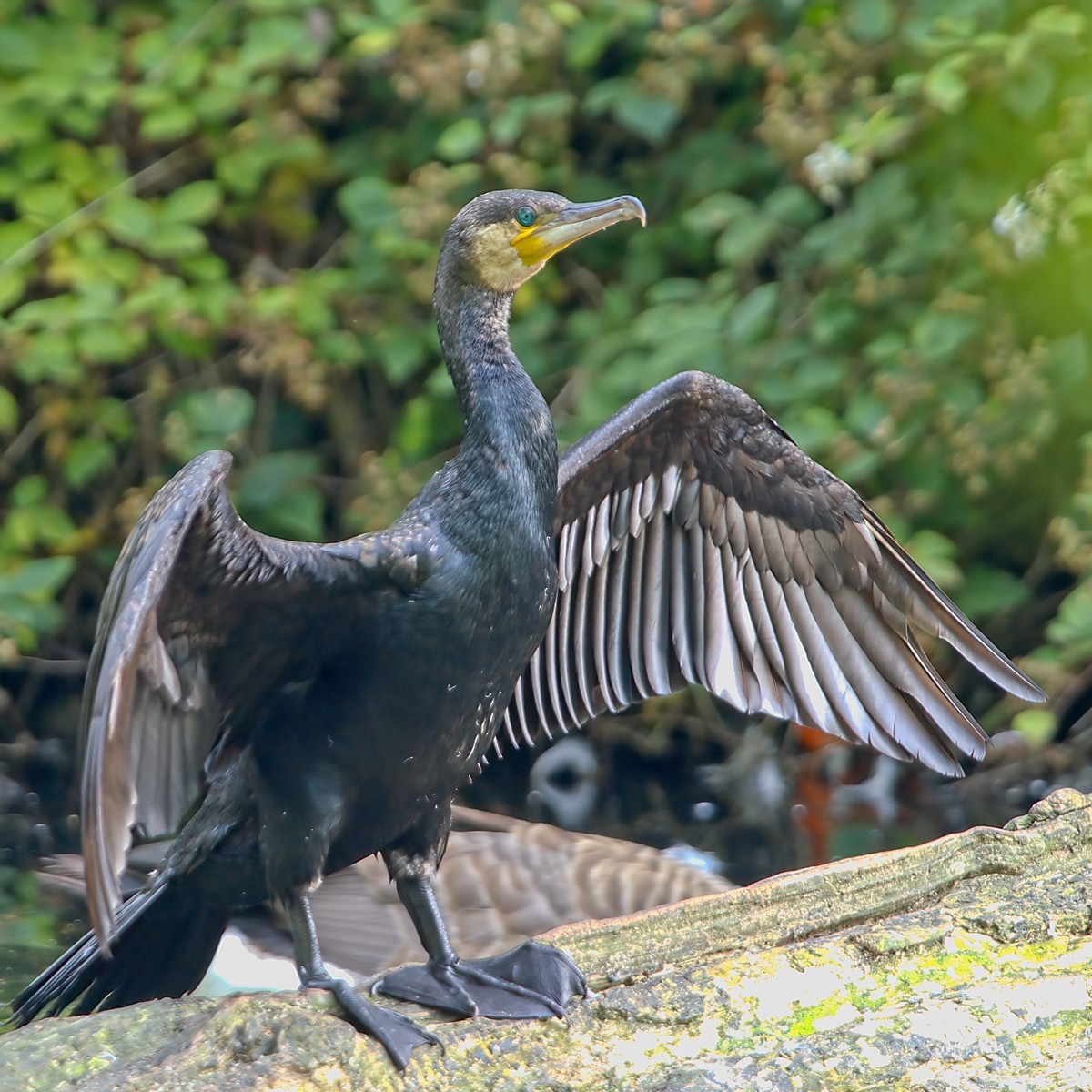 Great Cormorant - ML621999660