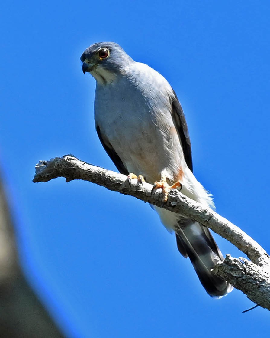 Rufous-thighed Kite - ML621999675