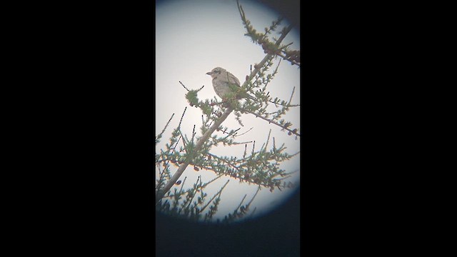 Antzandobi boreala - ML621999687