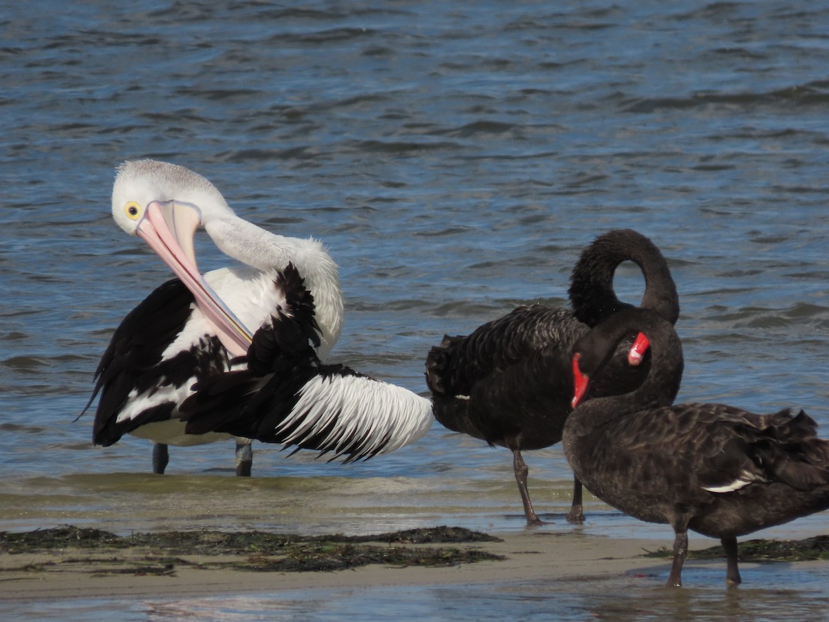 Australian Pelican - ML621999768