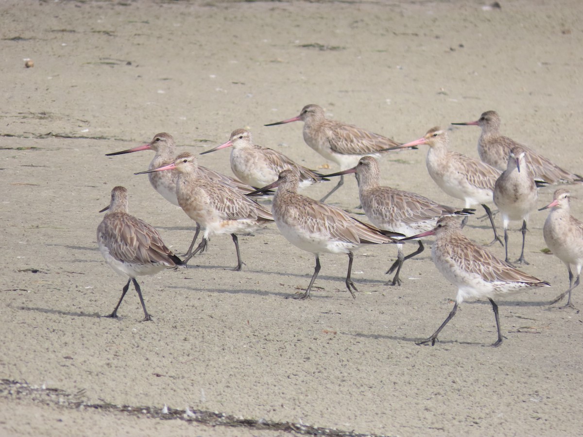 Bar-tailed Godwit - ML621999780