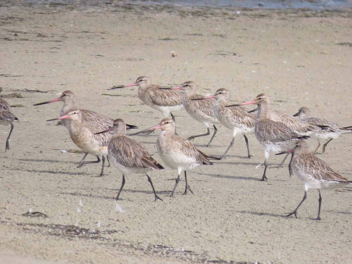 Bar-tailed Godwit - ML621999781