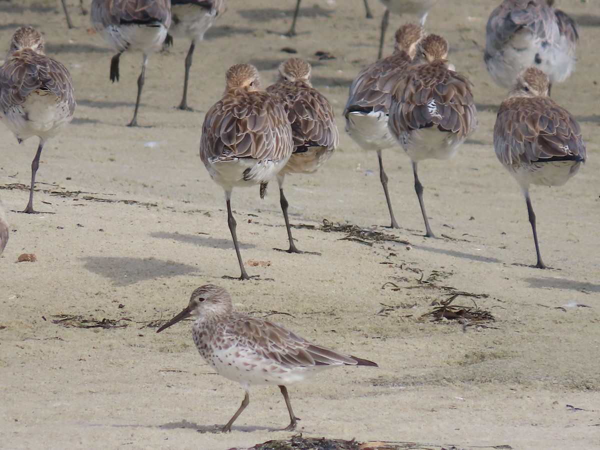 Great Knot - ML621999783