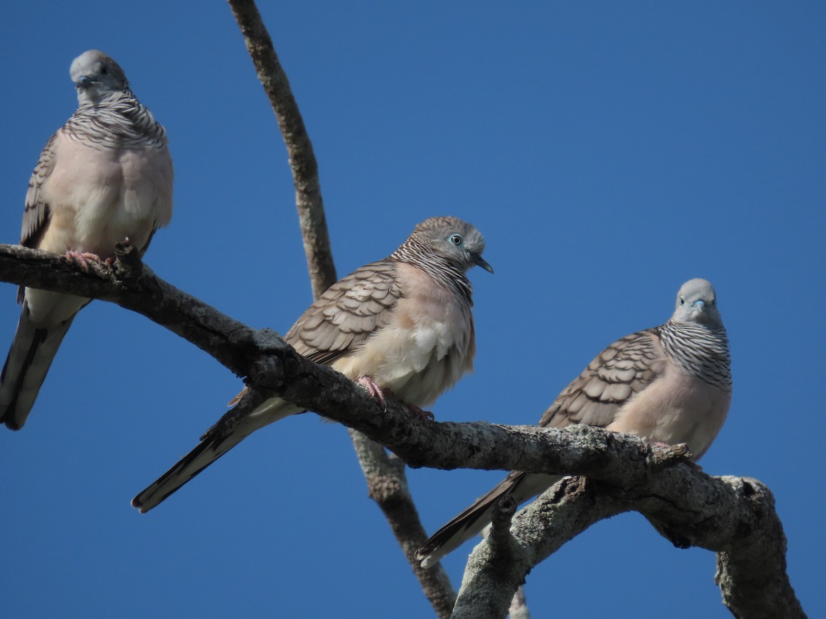 Peaceful Dove - Rolo Rodsey