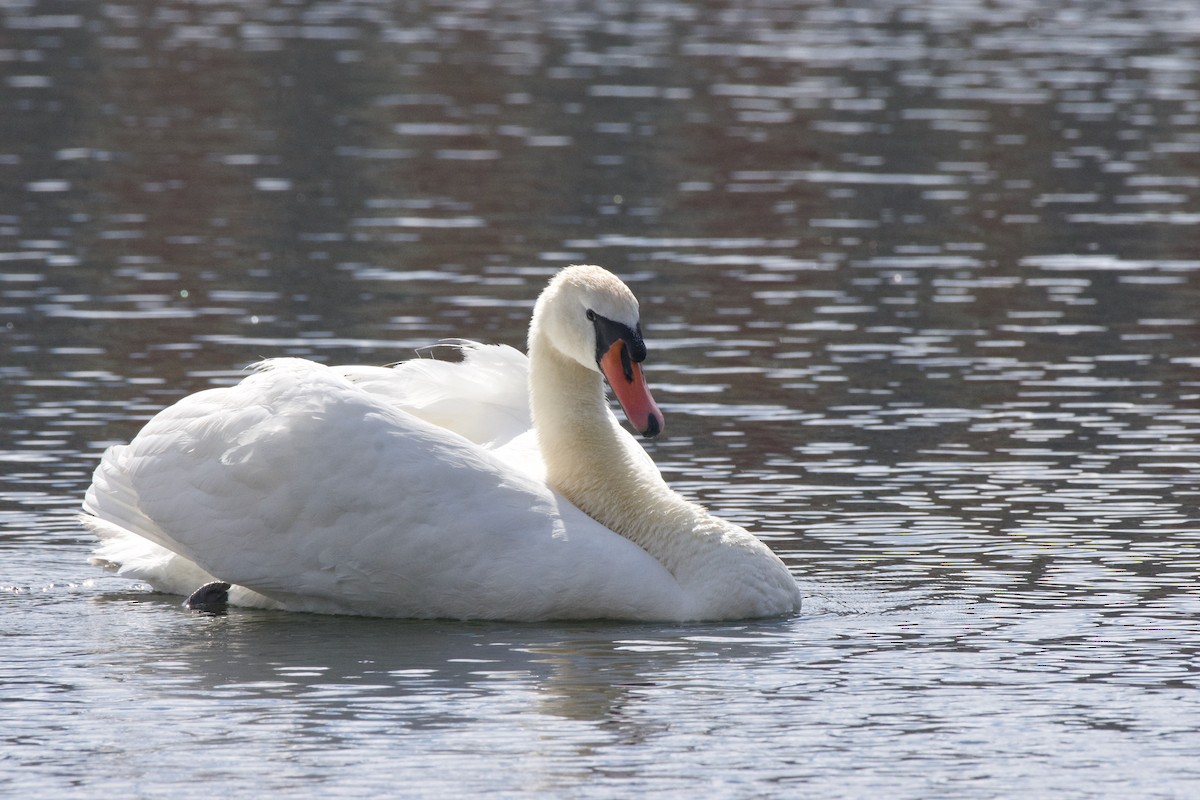 Mute Swan - ML621999829