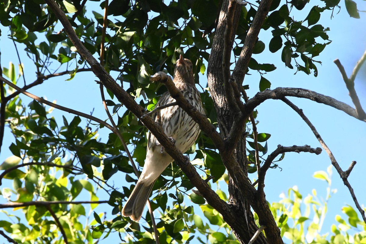 Australasian Figbird - ML622000047