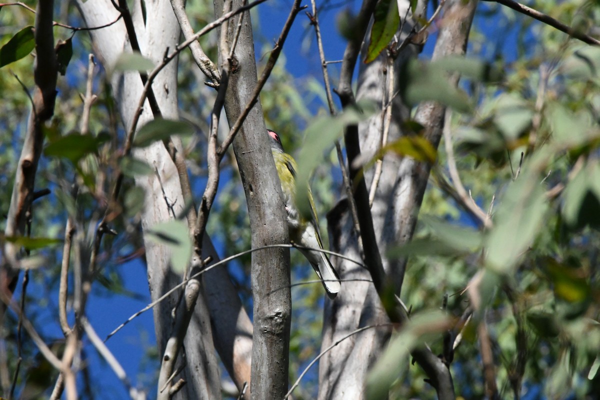 Australasian Figbird - ML622000048