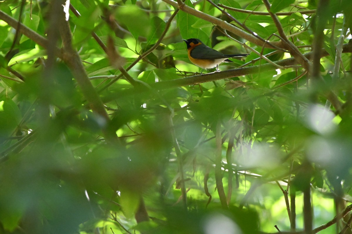 Australian Spectacled Monarch - ML622000057