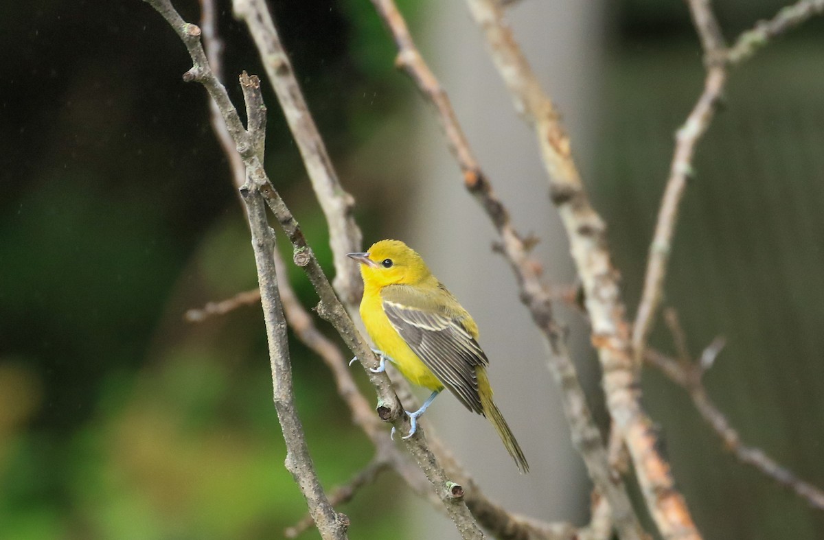 Orchard Oriole - Robert Dixon