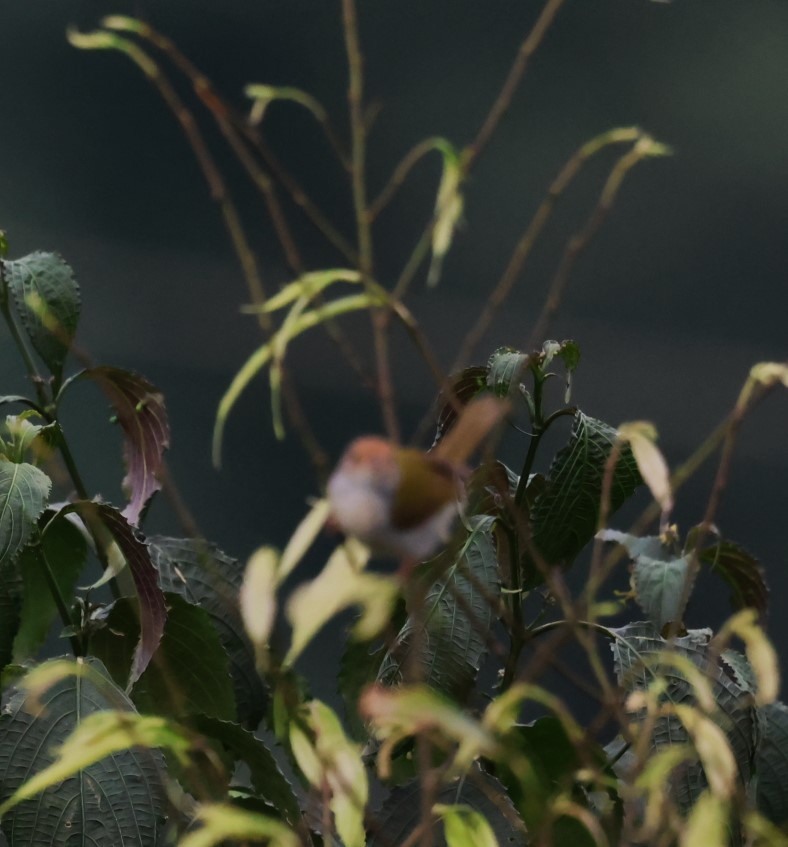 Common Tailorbird - ML622000064