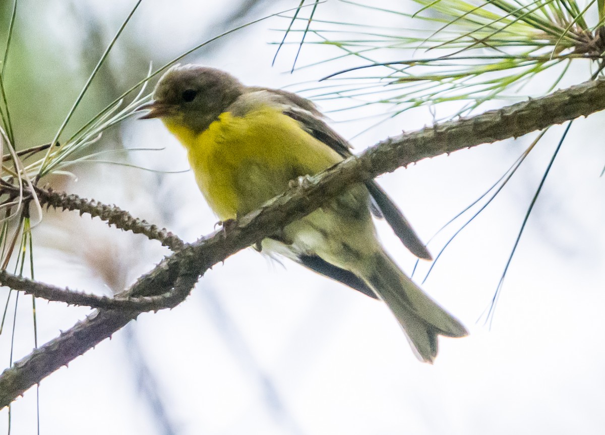 Pine Warbler - ML622000091
