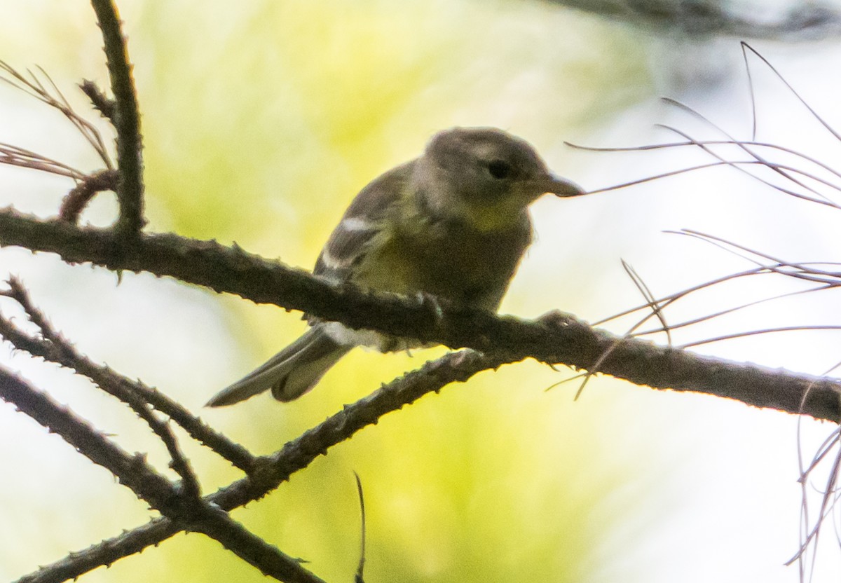 Pine Warbler - ML622000092