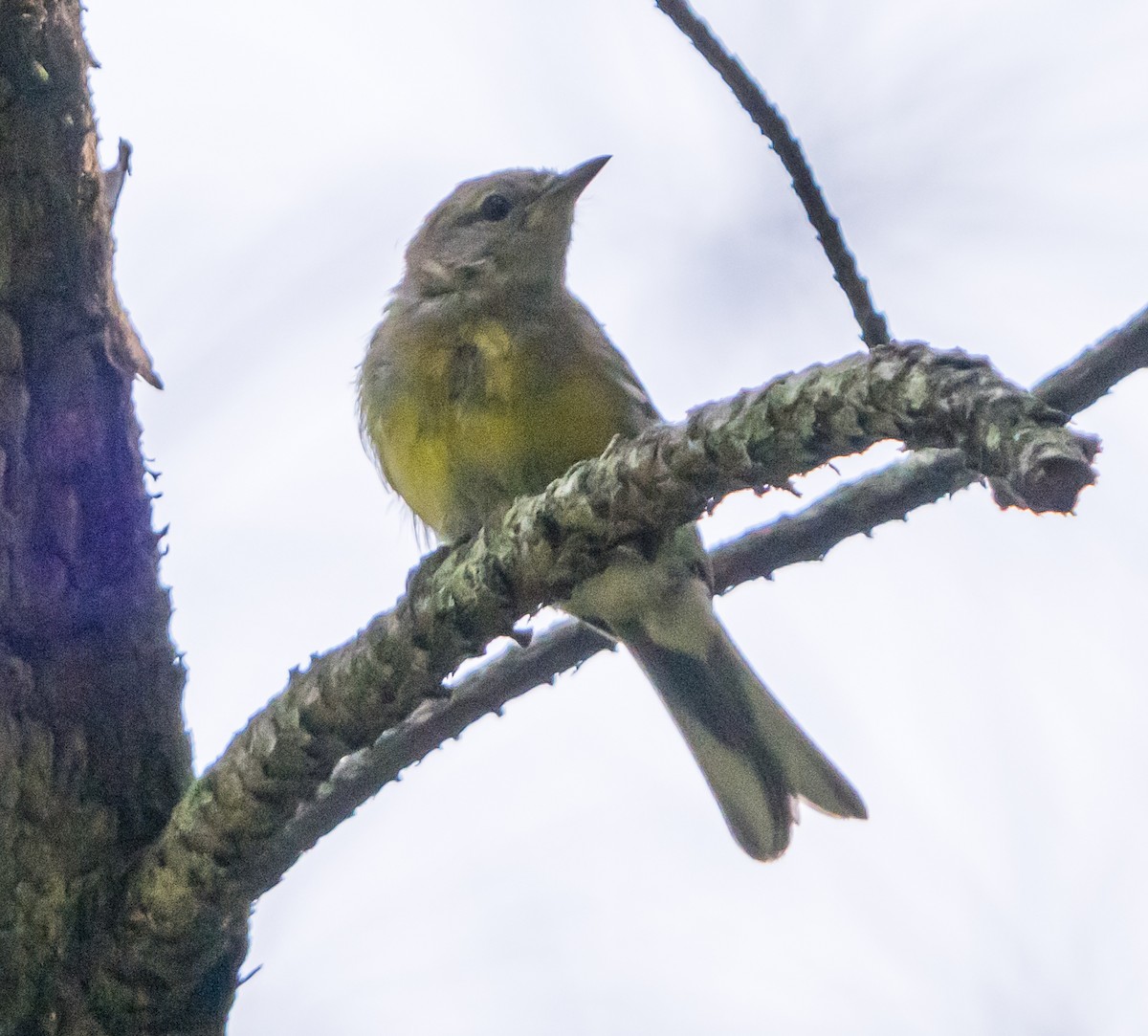 Pine Warbler - ML622000093