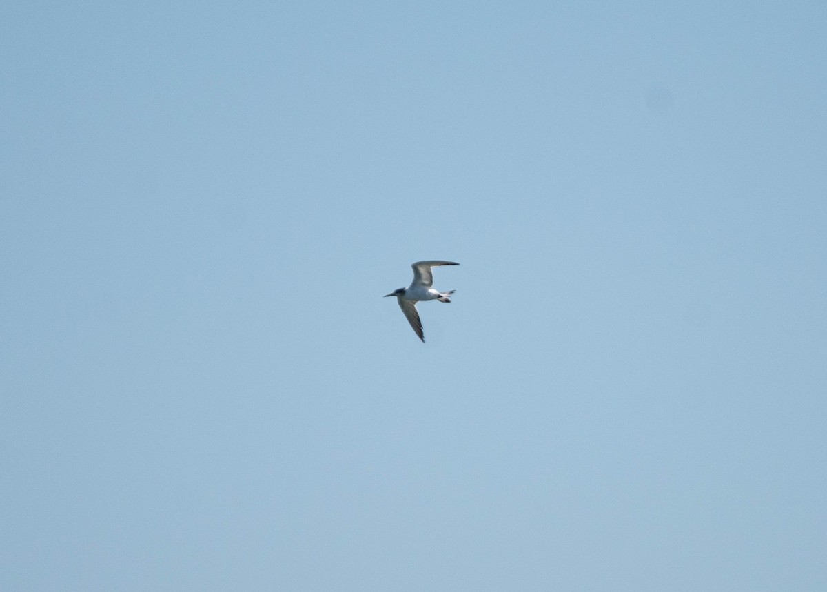 Great Crested Tern - ML622000189