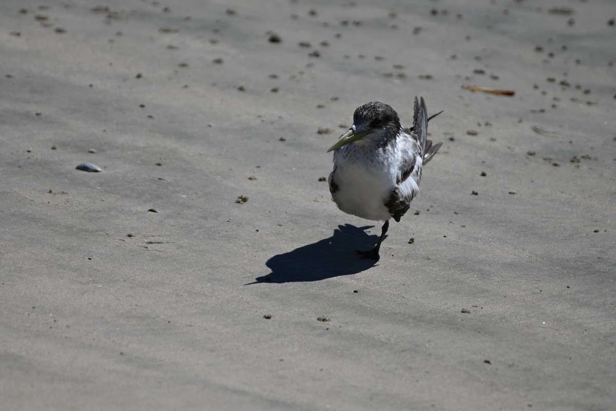 Great Crested Tern - ML622000191