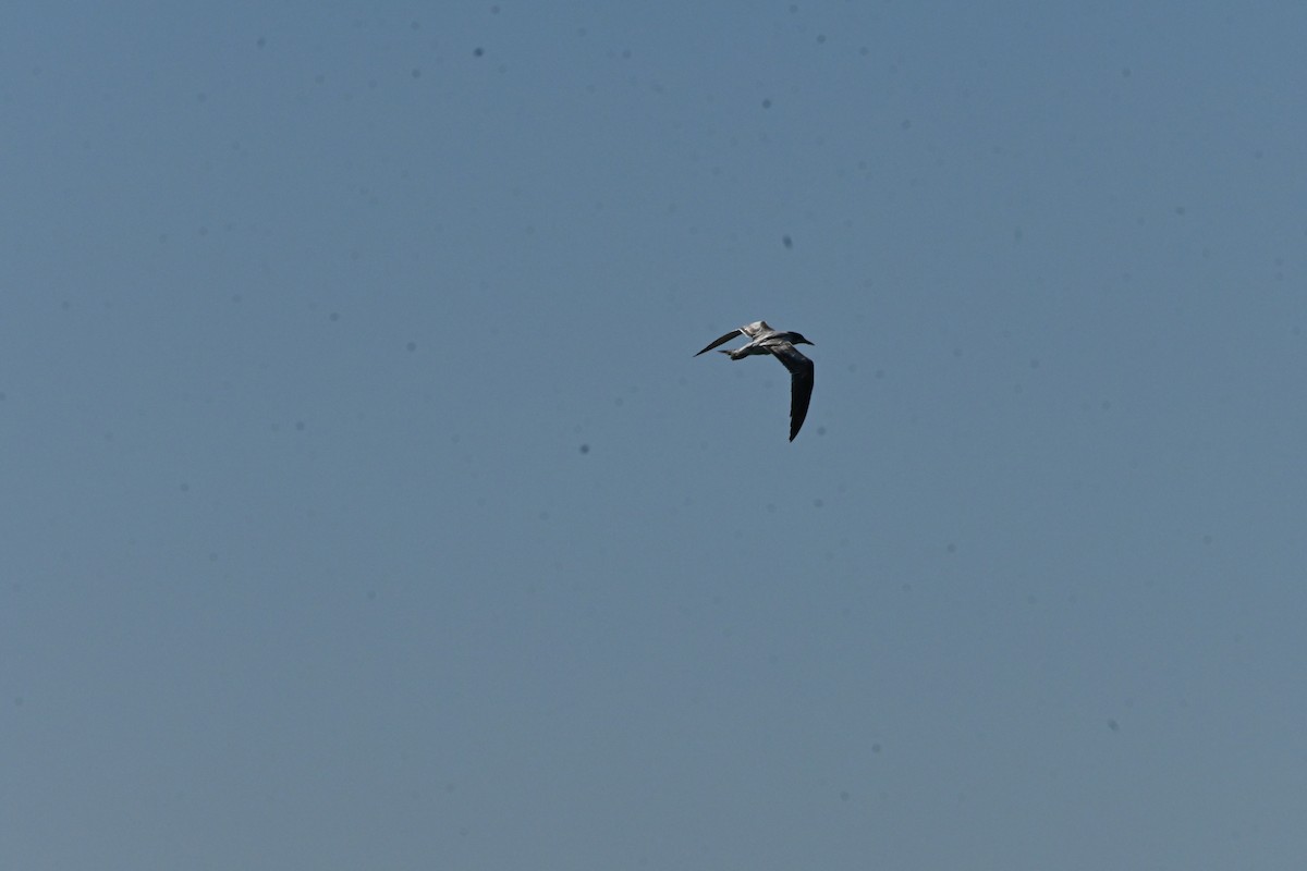 Great Crested Tern - ML622000192