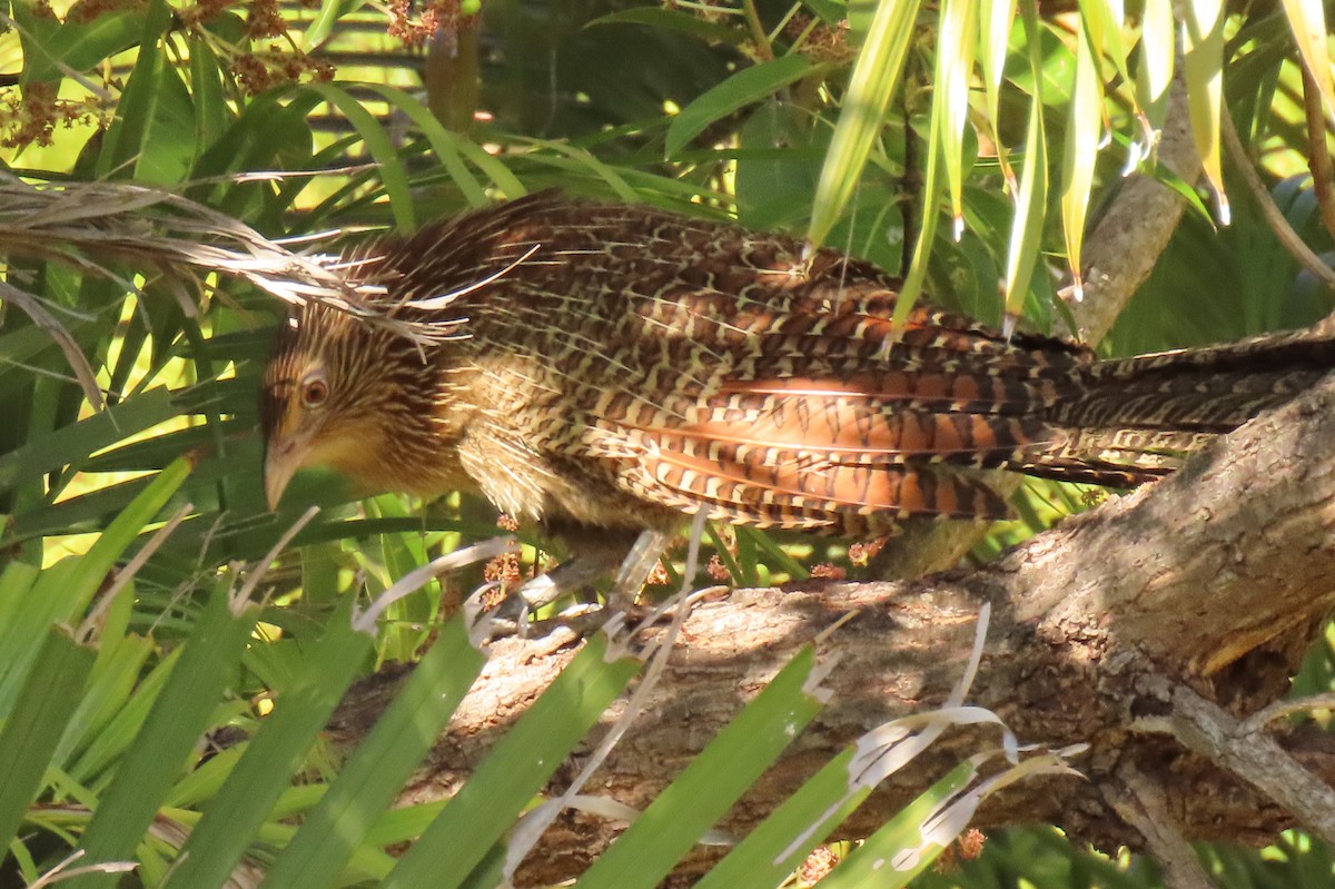 Pheasant Coucal - ML622000347