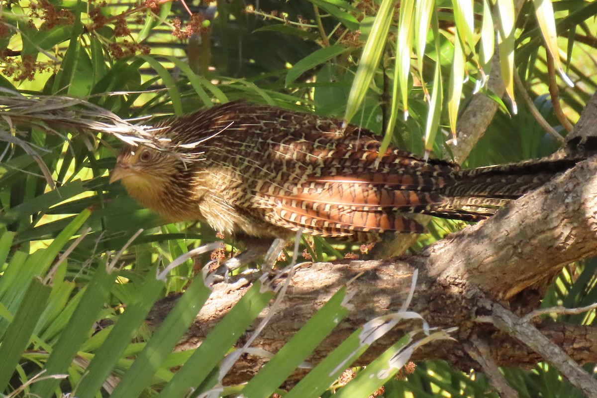 Pheasant Coucal - ML622000348