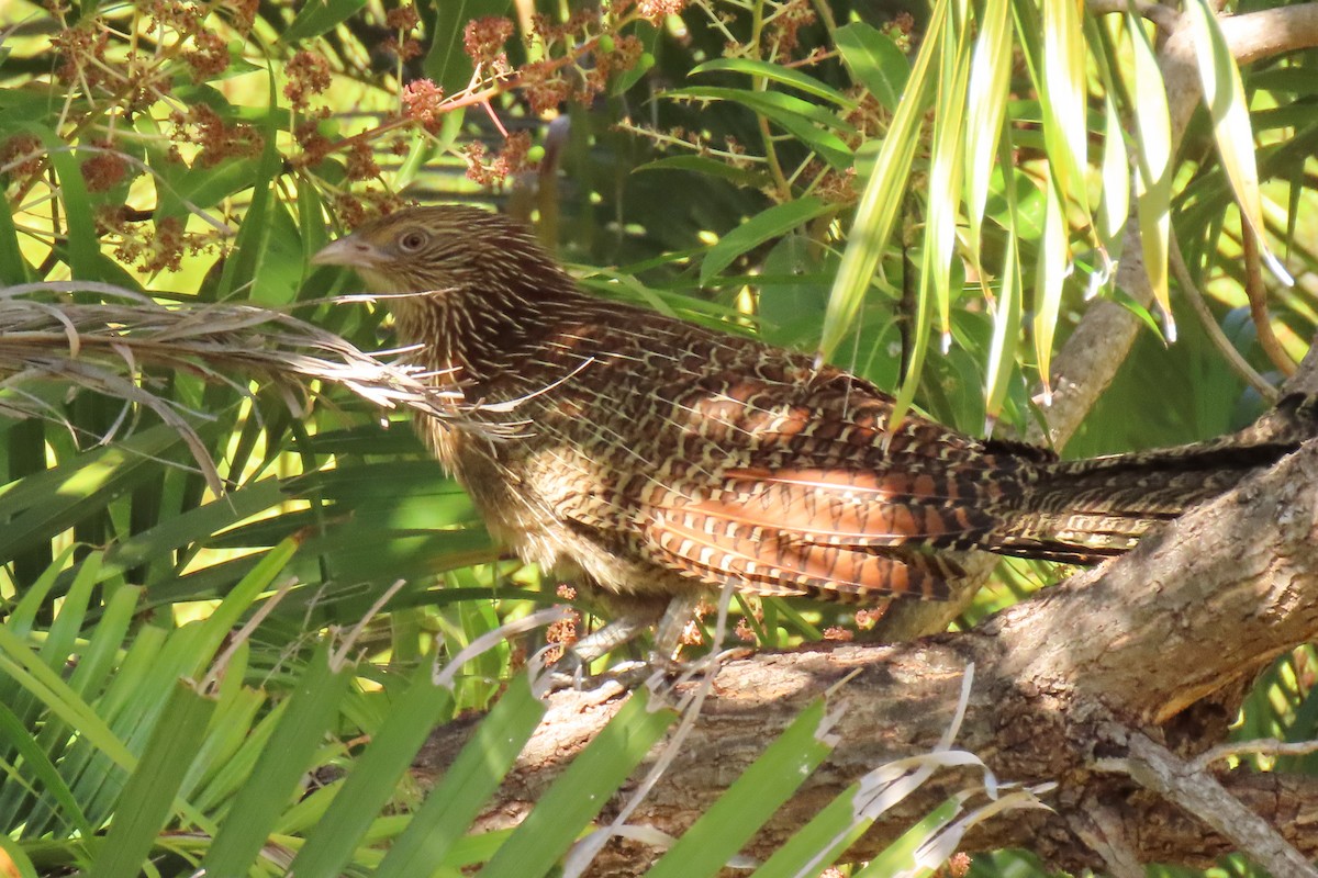 Pheasant Coucal - ML622000349