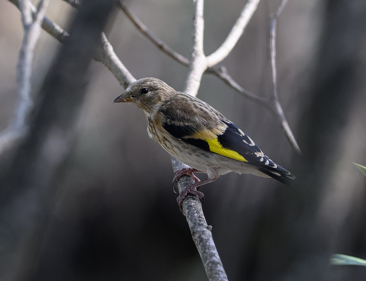 European Goldfinch - ML622000380