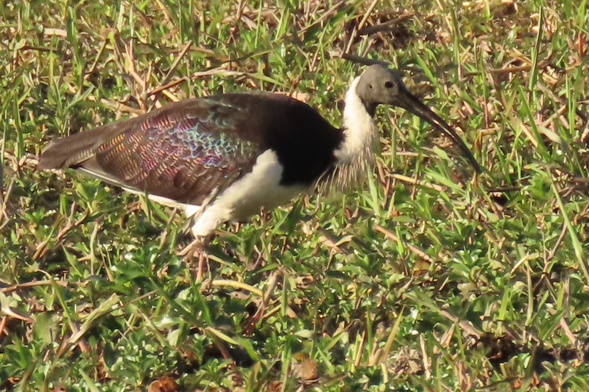 Straw-necked Ibis - ML622000447