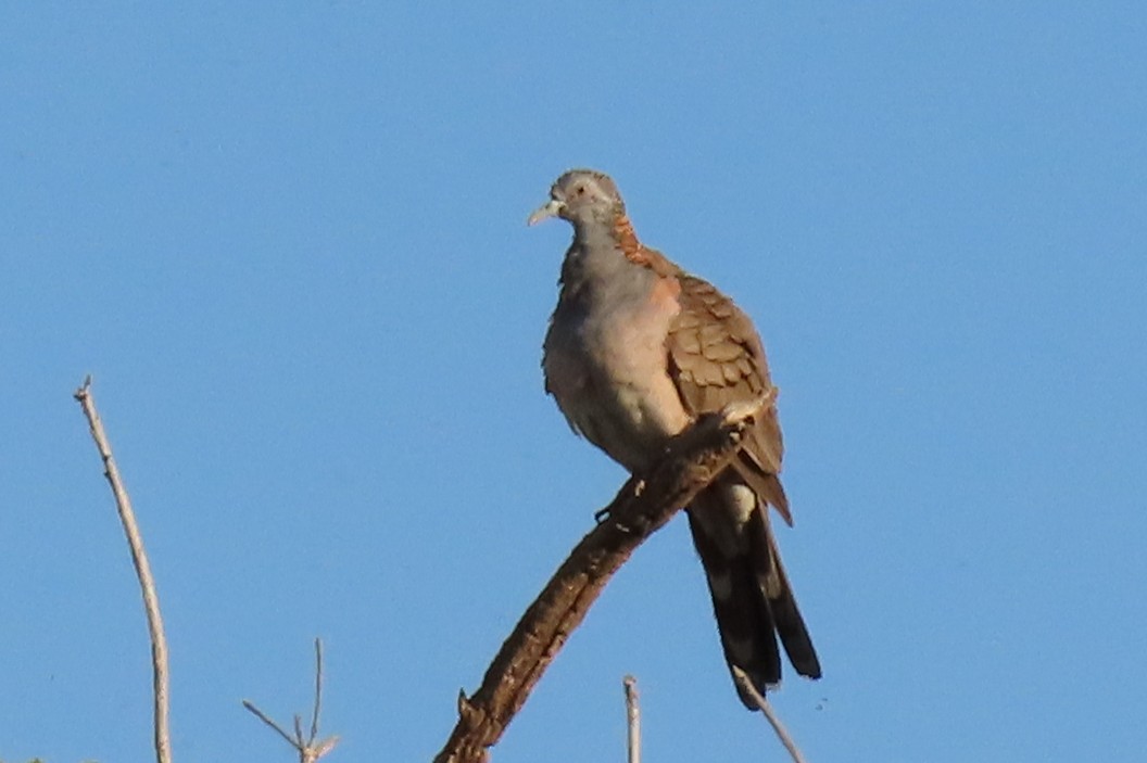 Bar-shouldered Dove - ML622000453