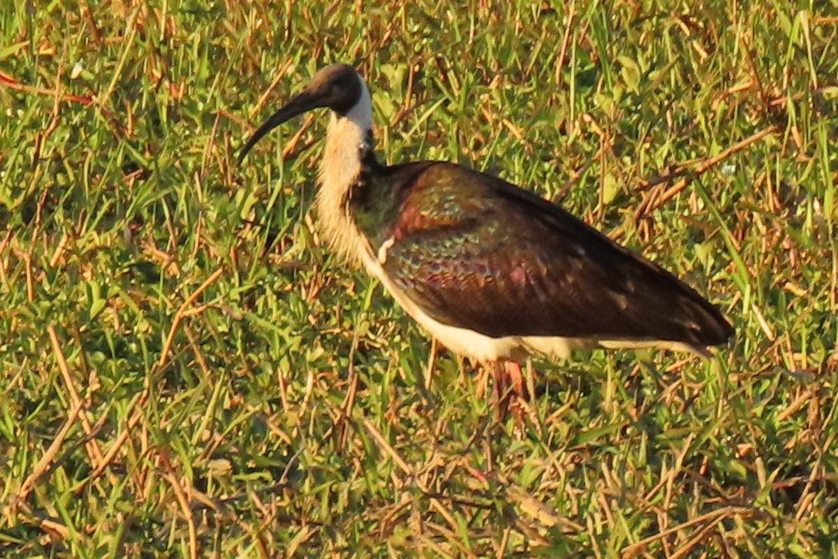 Straw-necked Ibis - ML622000482