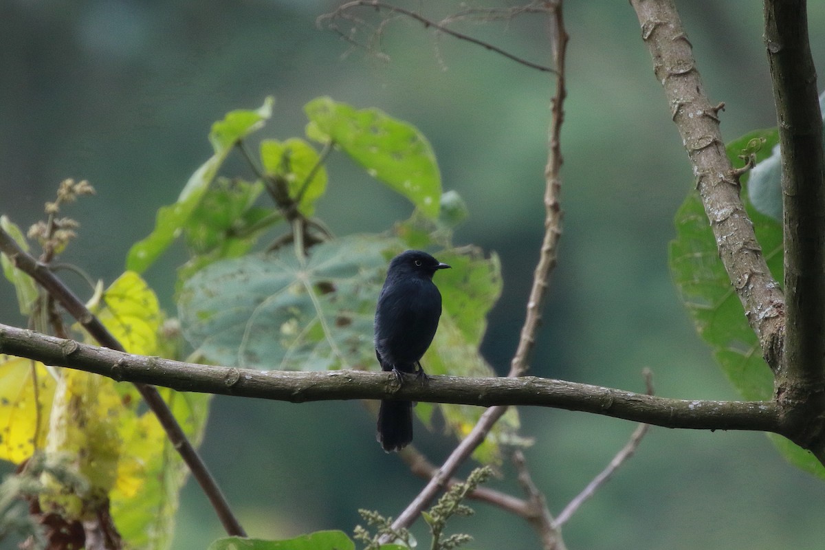 Yellow-eyed Black-Flycatcher - ML622000535