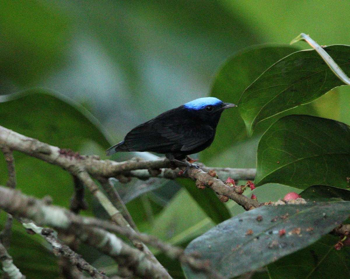 Blue-capped Manakin - ML622000632