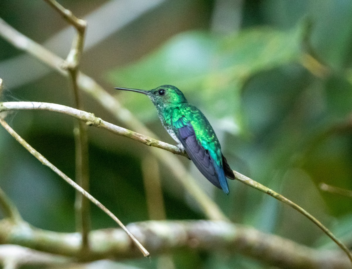 Blue-chinned Sapphire - ML622000755