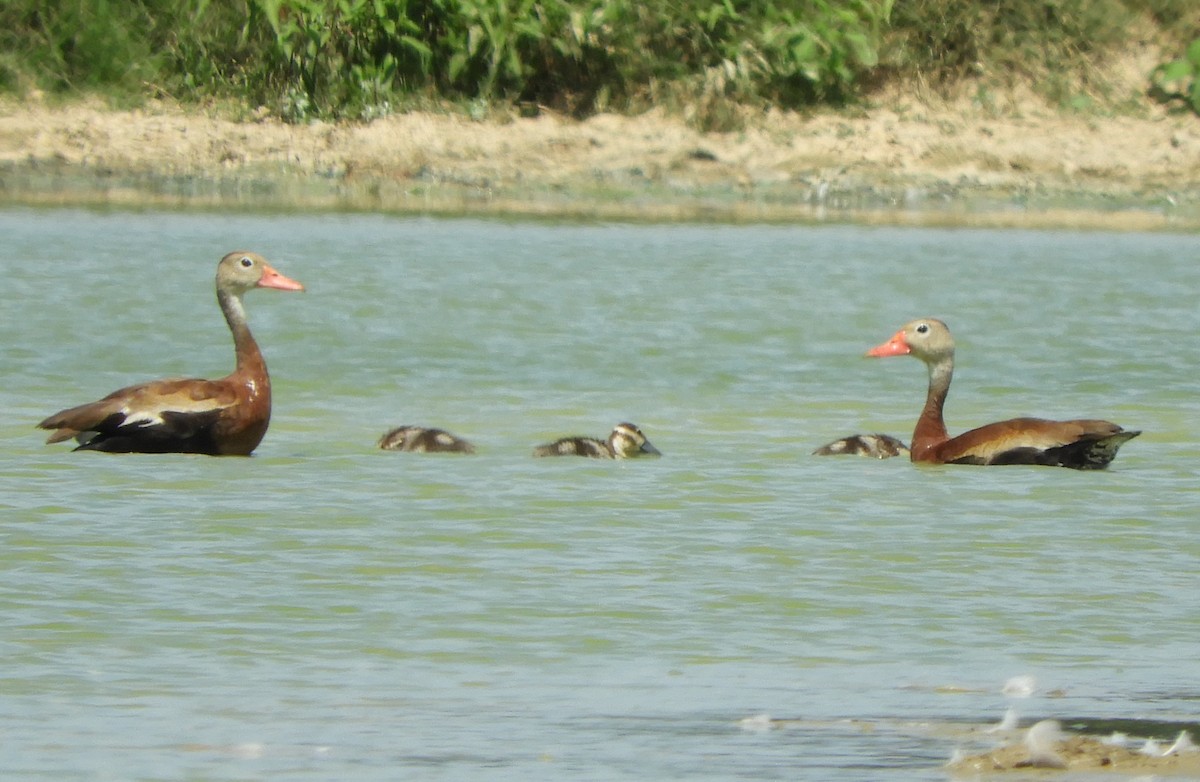 Black-bellied Whistling-Duck - ML622000781