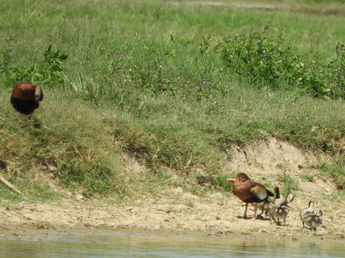 Black-bellied Whistling-Duck - ML622000782