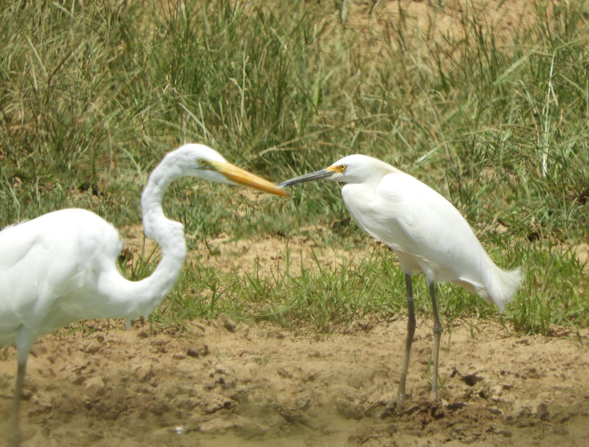 Snowy Egret - ML622000795