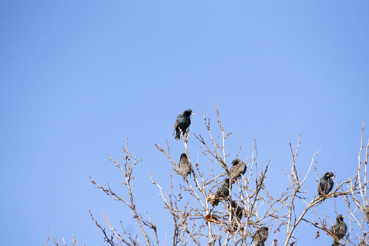 European Starling - ML622000852