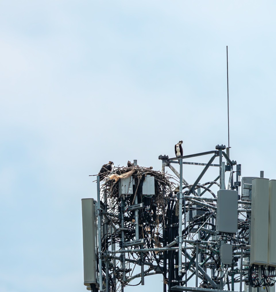 Osprey - Historical Erie County Pa Bird Data