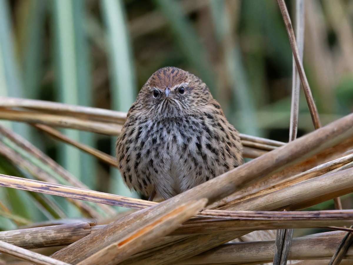 New Zealand Fernbird - ML622000928