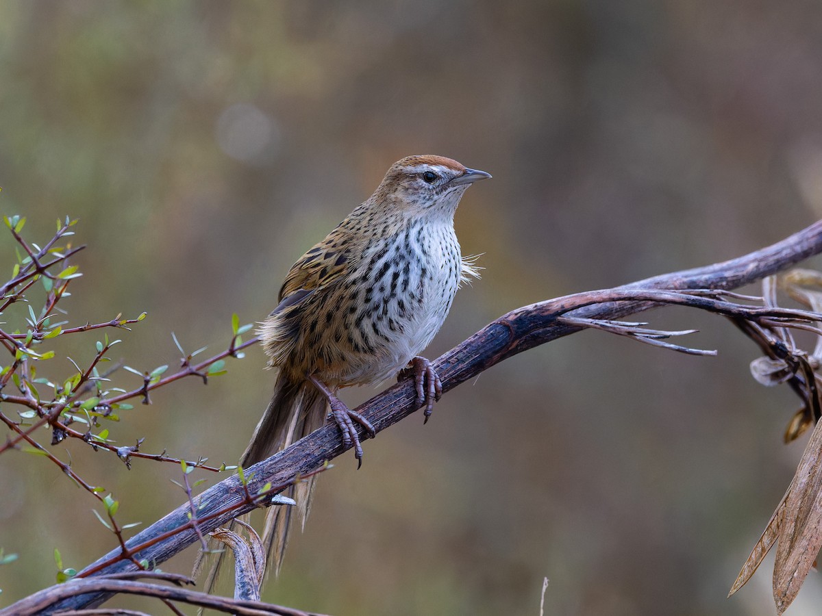 New Zealand Fernbird - ML622000929