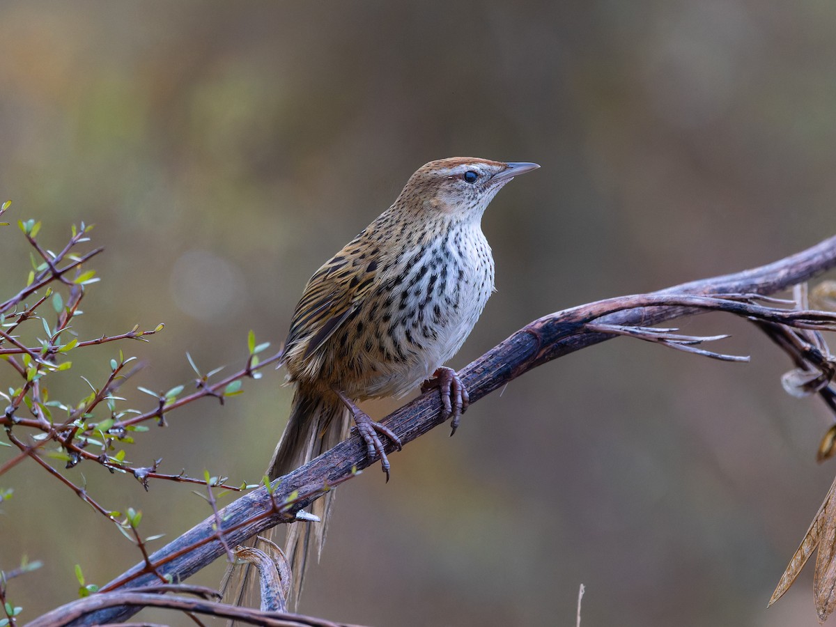 New Zealand Fernbird - ML622000930