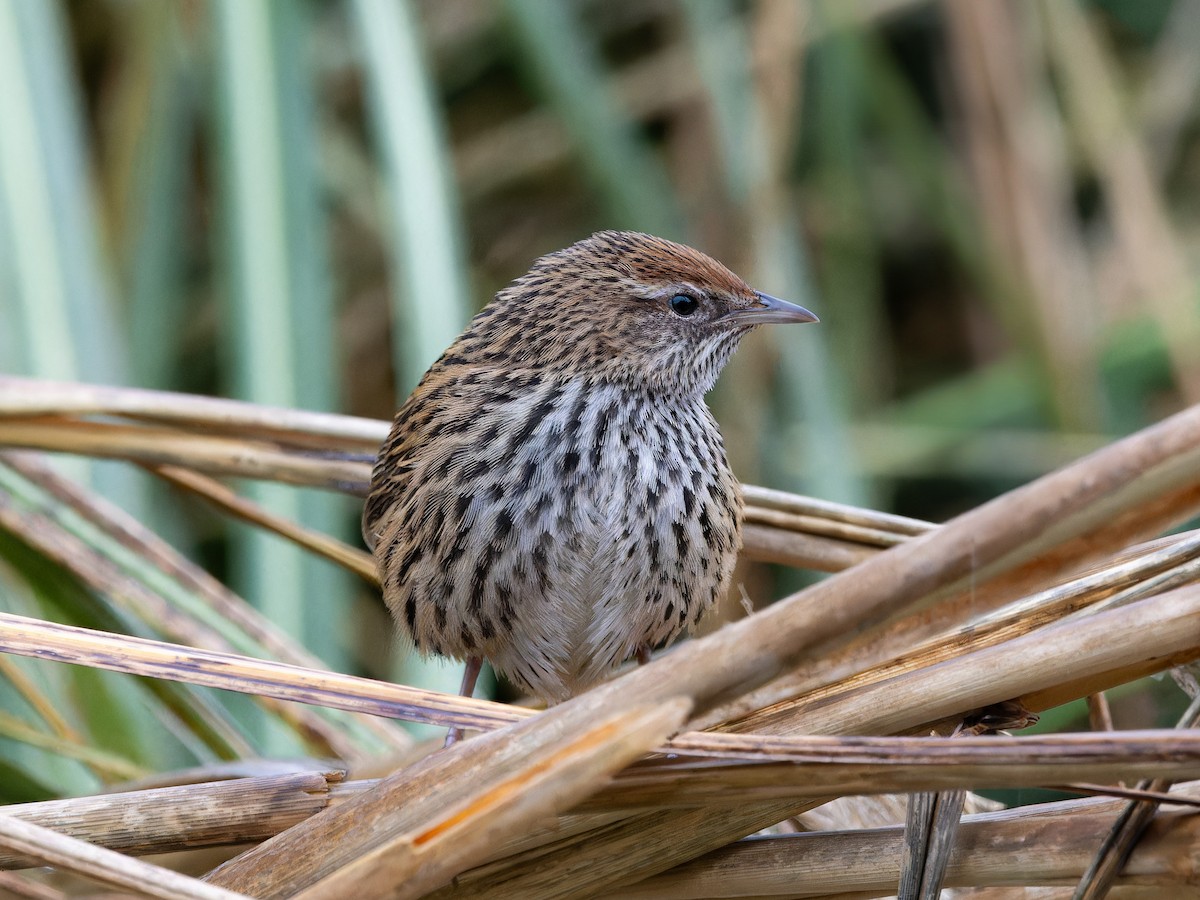 New Zealand Fernbird - ML622000931