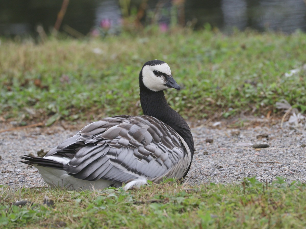Barnacle Goose - ML622000934