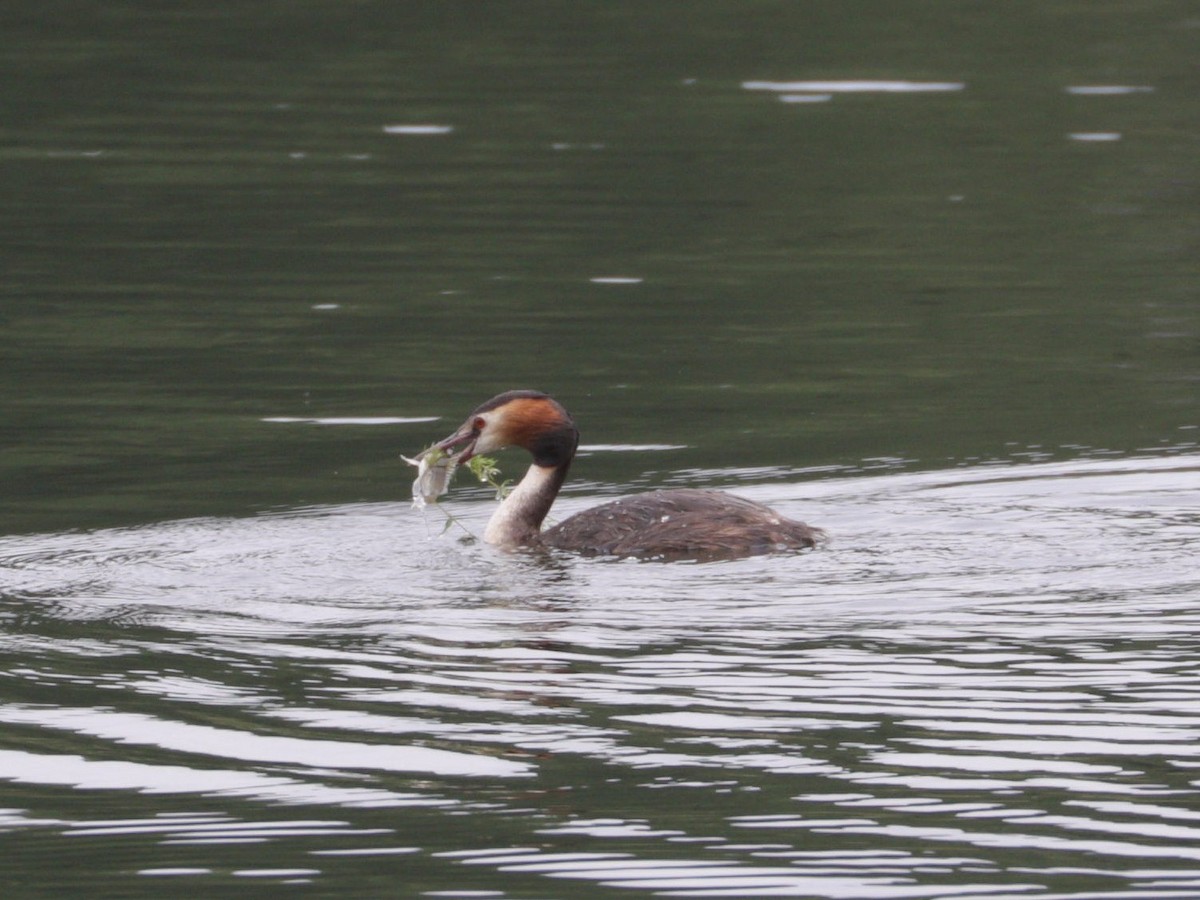 Great Crested Grebe - ML622000940