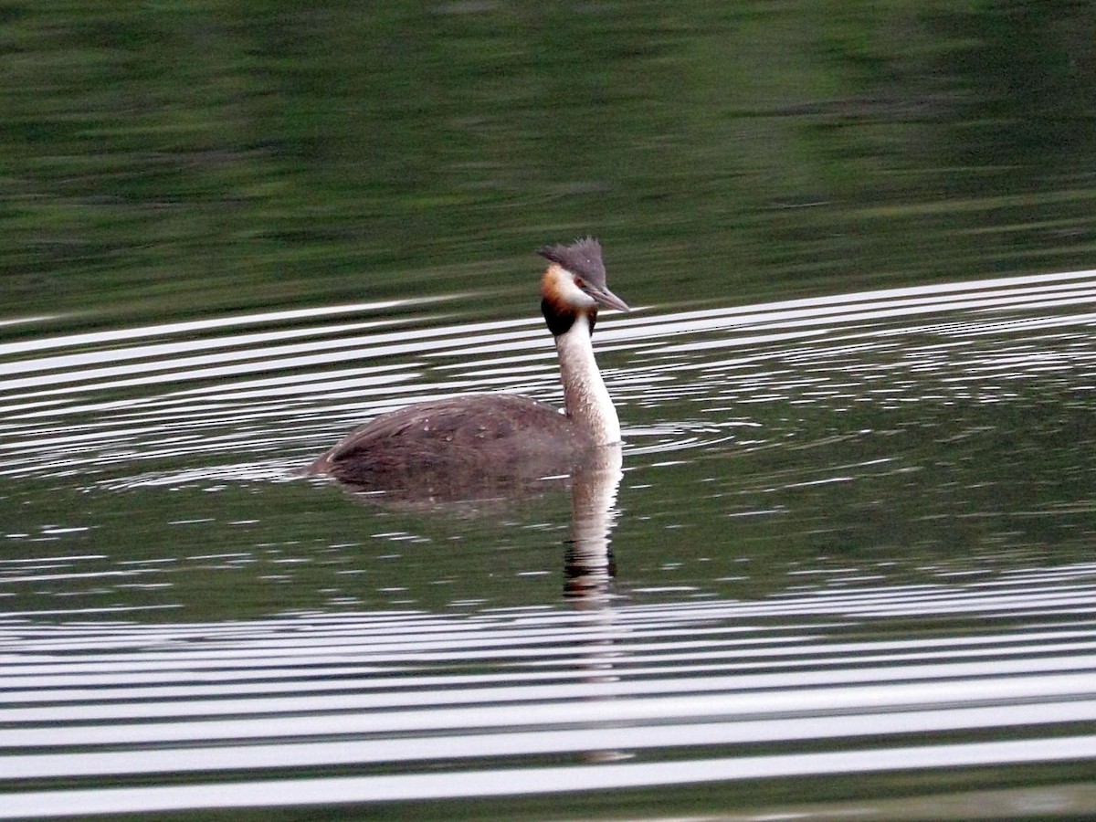 Great Crested Grebe - ML622000941