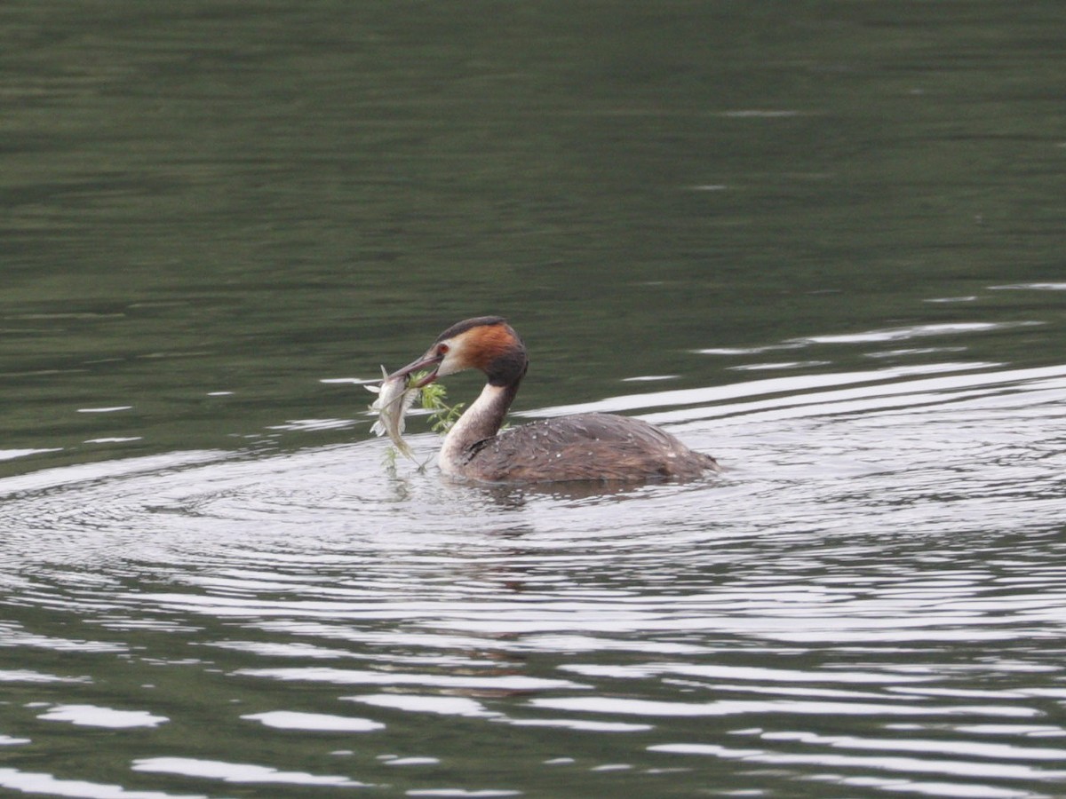 Great Crested Grebe - ML622000942