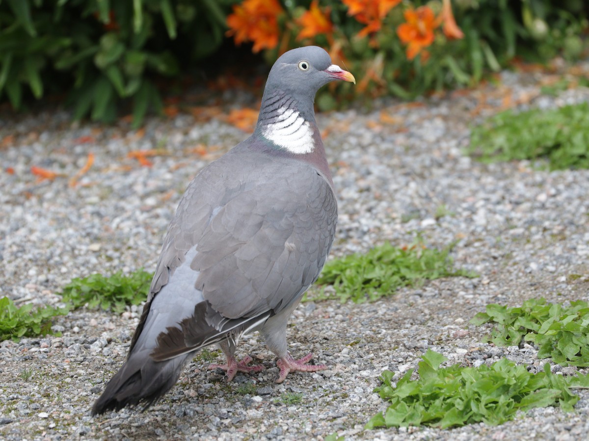 Common Wood-Pigeon - ML622000946