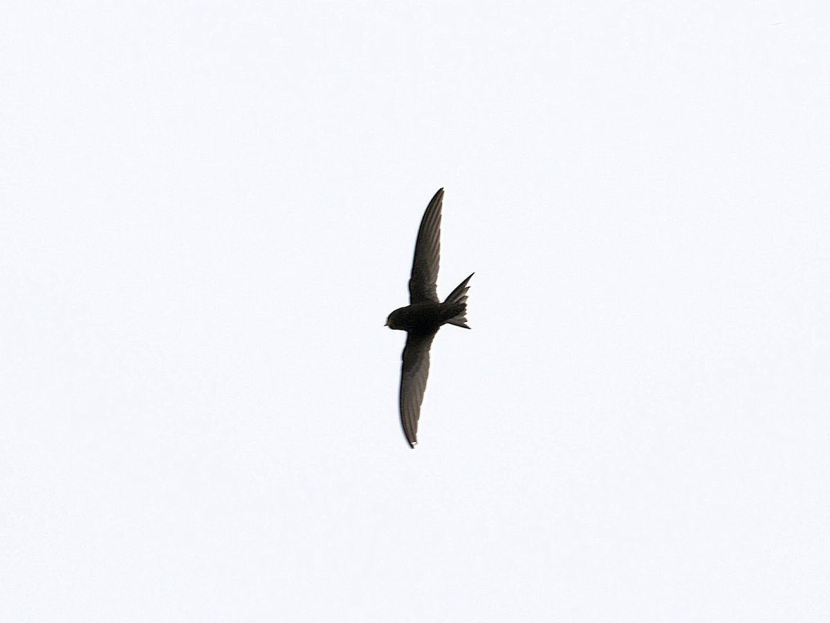 Common Swift - ML622000948