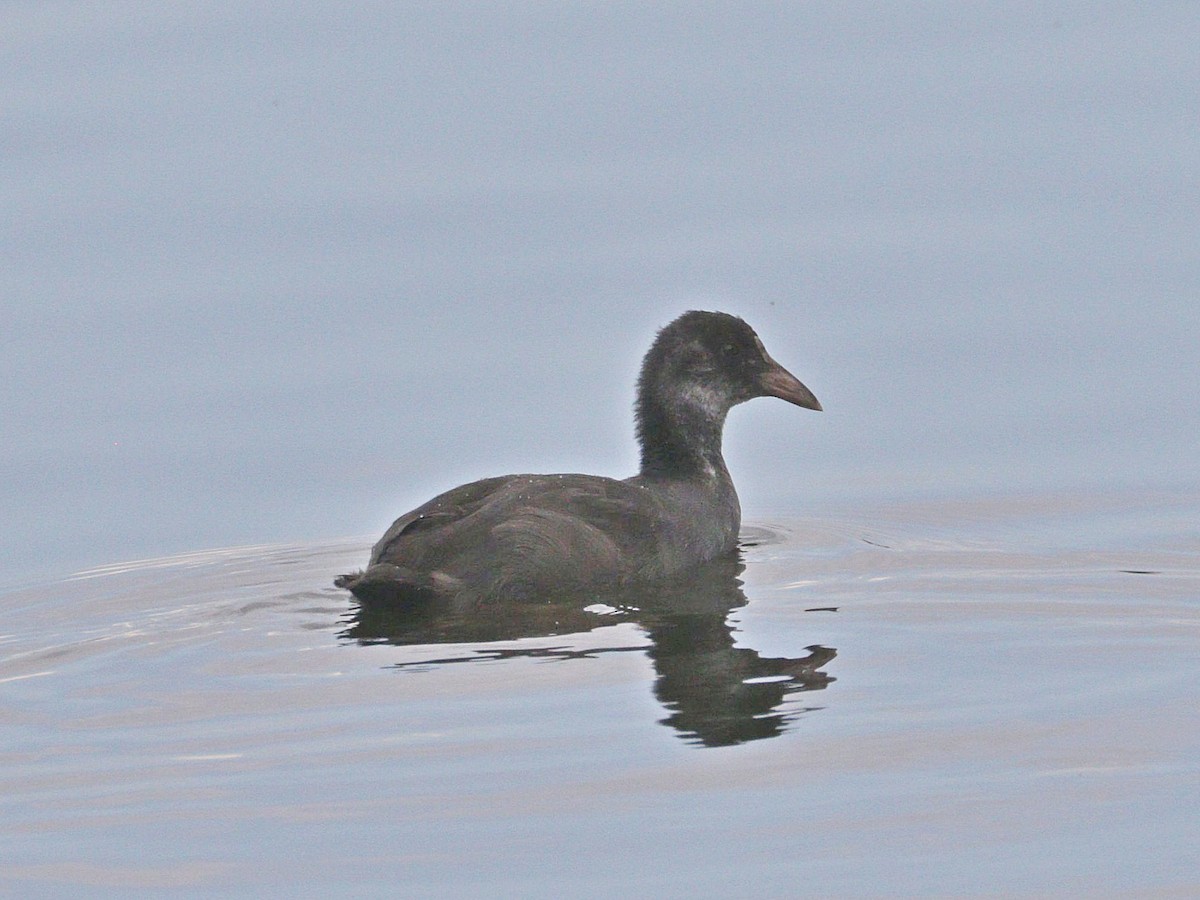 Eurasian Coot - ML622000952