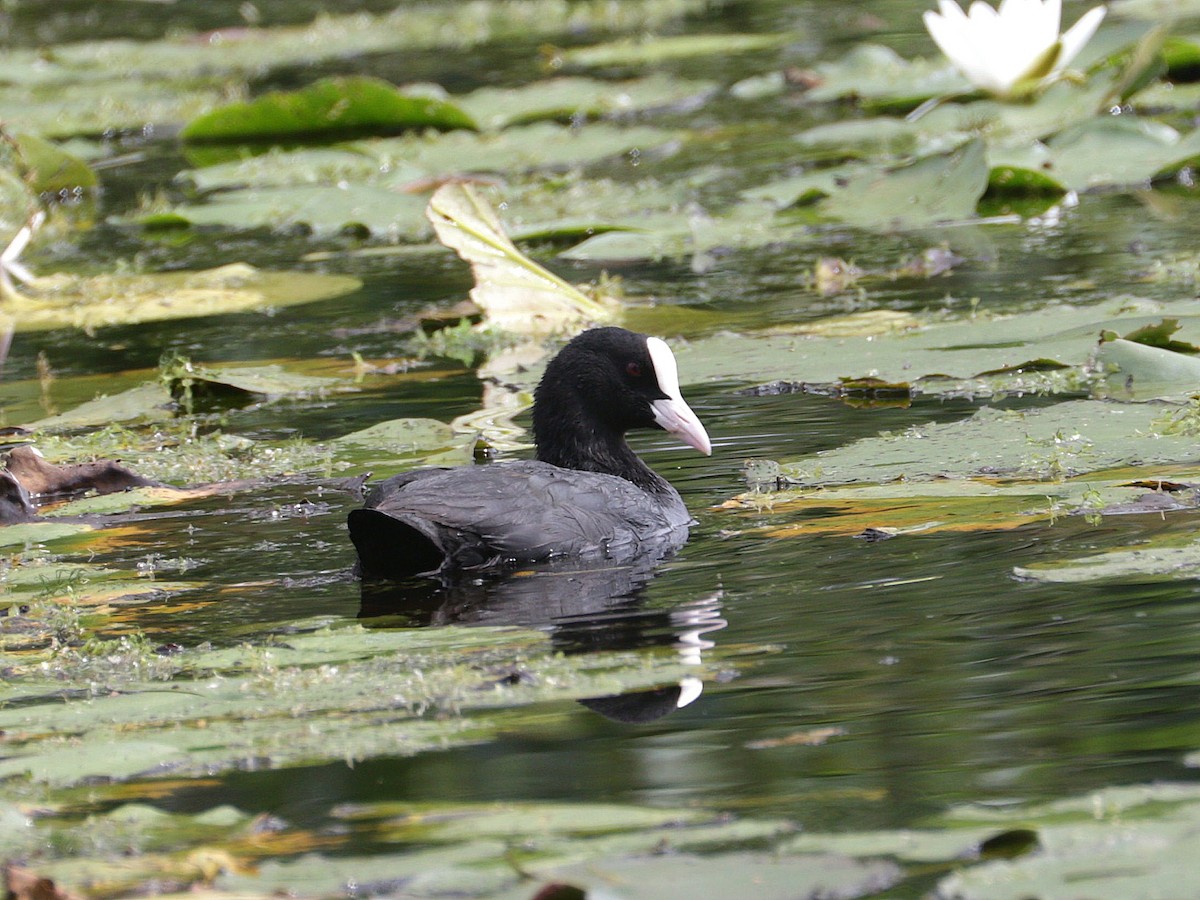 Eurasian Coot - ML622000953