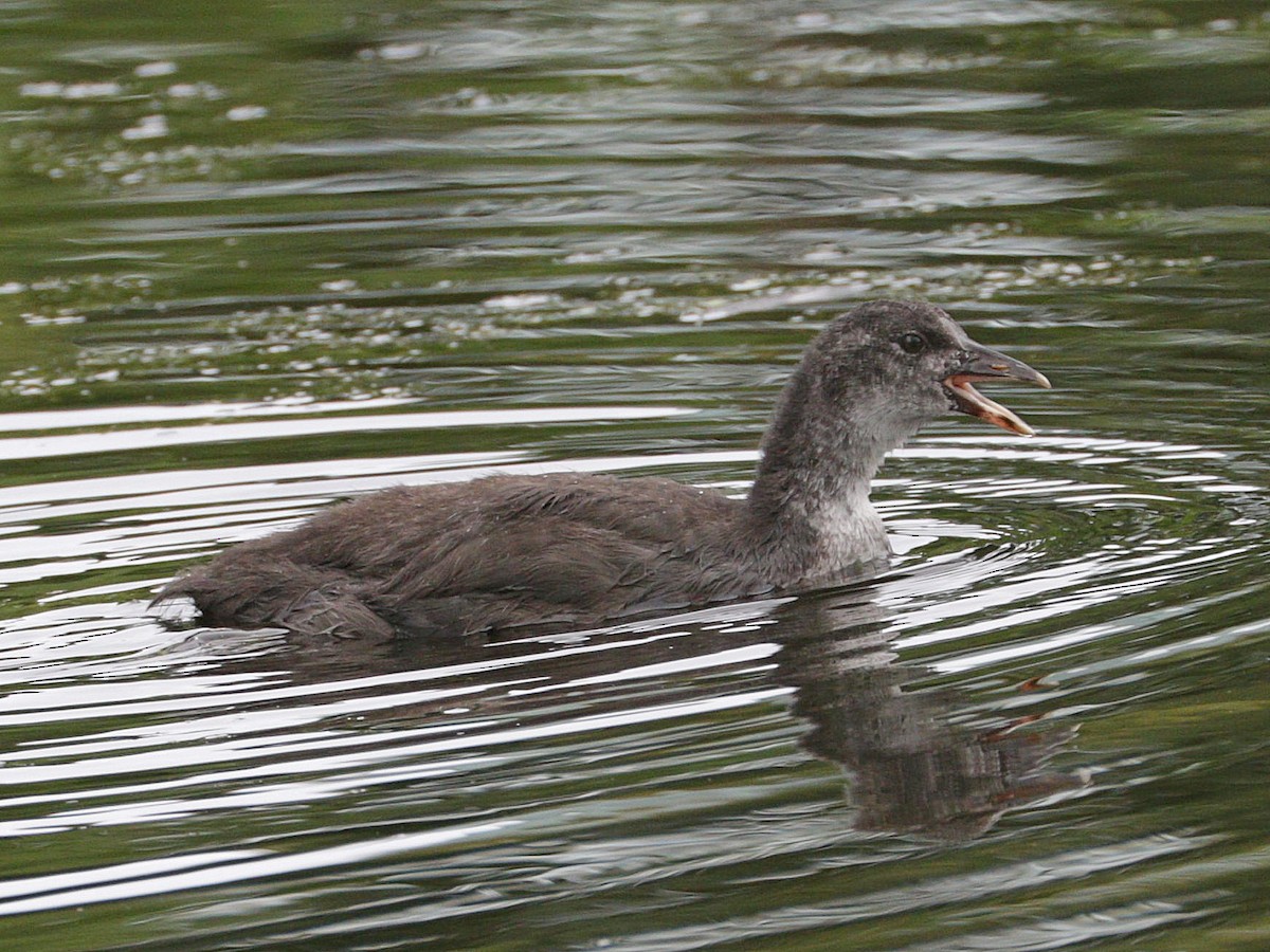 Eurasian Coot - Mike Lee